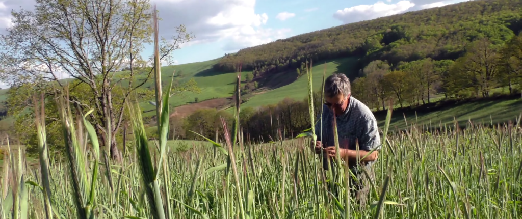 Nous cultivons Aubrac Lozère sol vivant Elevage Rodier Sartre (3)