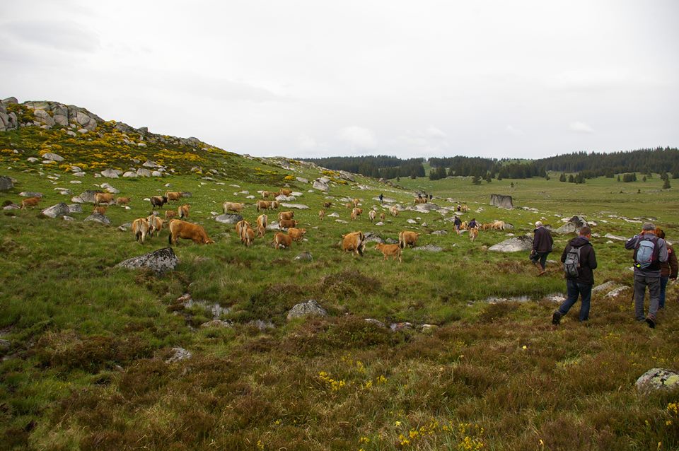 Rando estive vache Aubrac Elevage Rodier Sartre