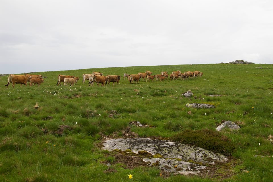 Vaches au pré estive Aubrac Elevage Rodier Sartre